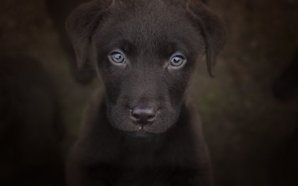 Animal Labrador Retriever Dogs Puppy Dog Baby Animal Stare HD Wallpaper | Background Image