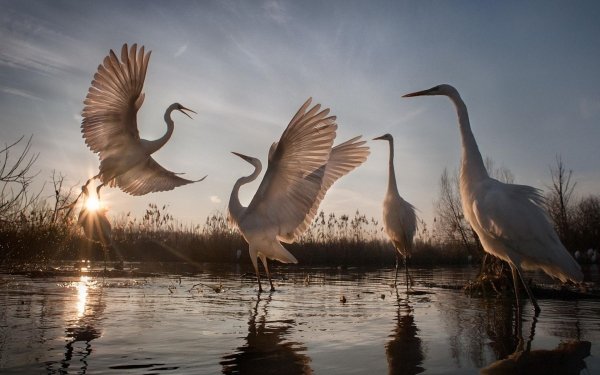 Animal Egret Birds Egrets Wildlife HD Wallpaper | Background Image