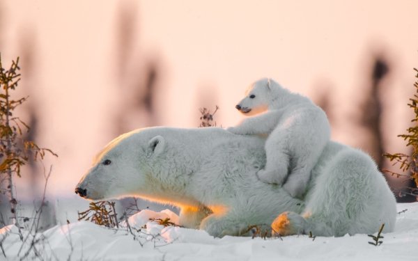 Animal Polar Bear Bears Snow Bear Cub Baby Animal HD Wallpaper | Background Image