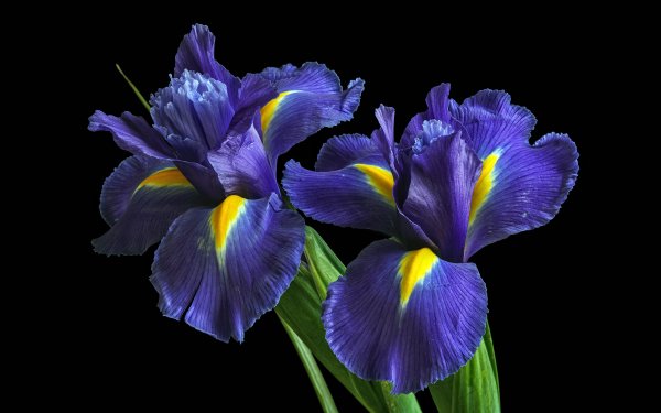 Earth Iris Flowers Flower HD Wallpaper | Background Image