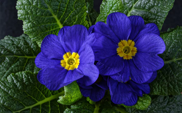 blue flower nature primula HD Desktop Wallpaper | Background Image