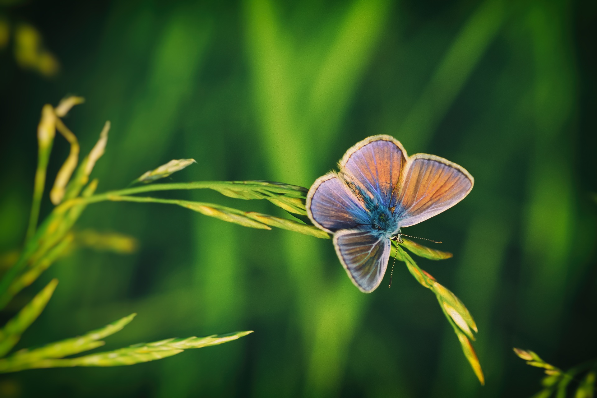 Butterfly HD Wallpaper