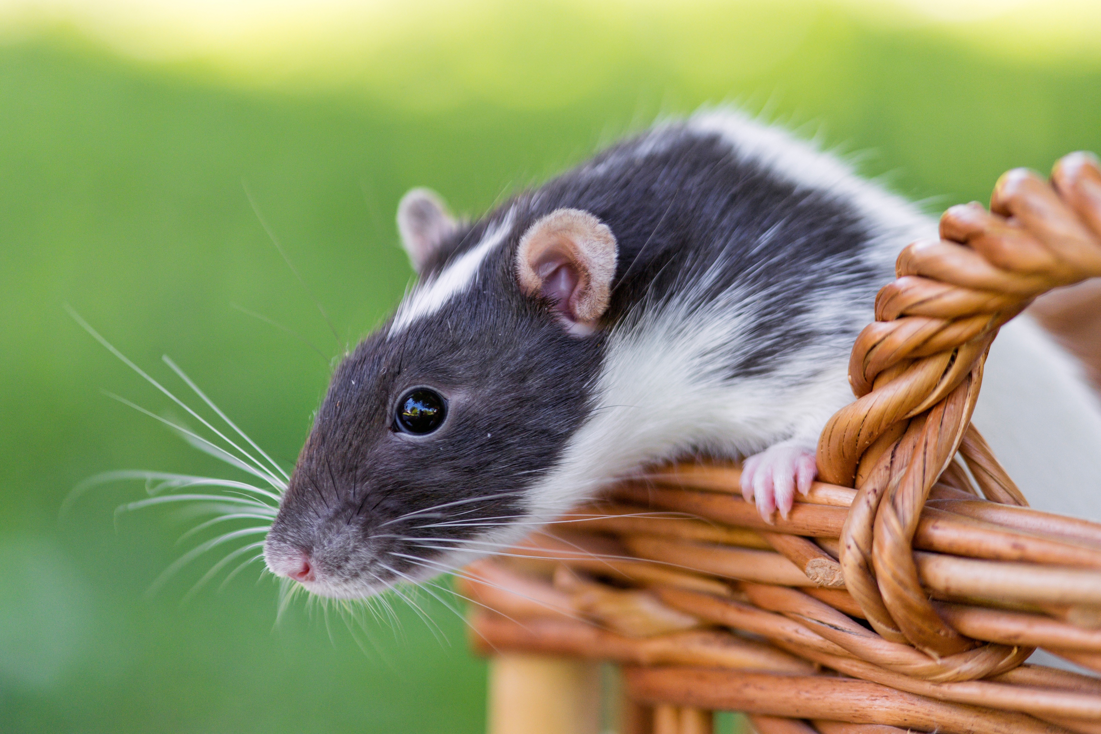 Animal Rat HD Wallpaper | Background Image