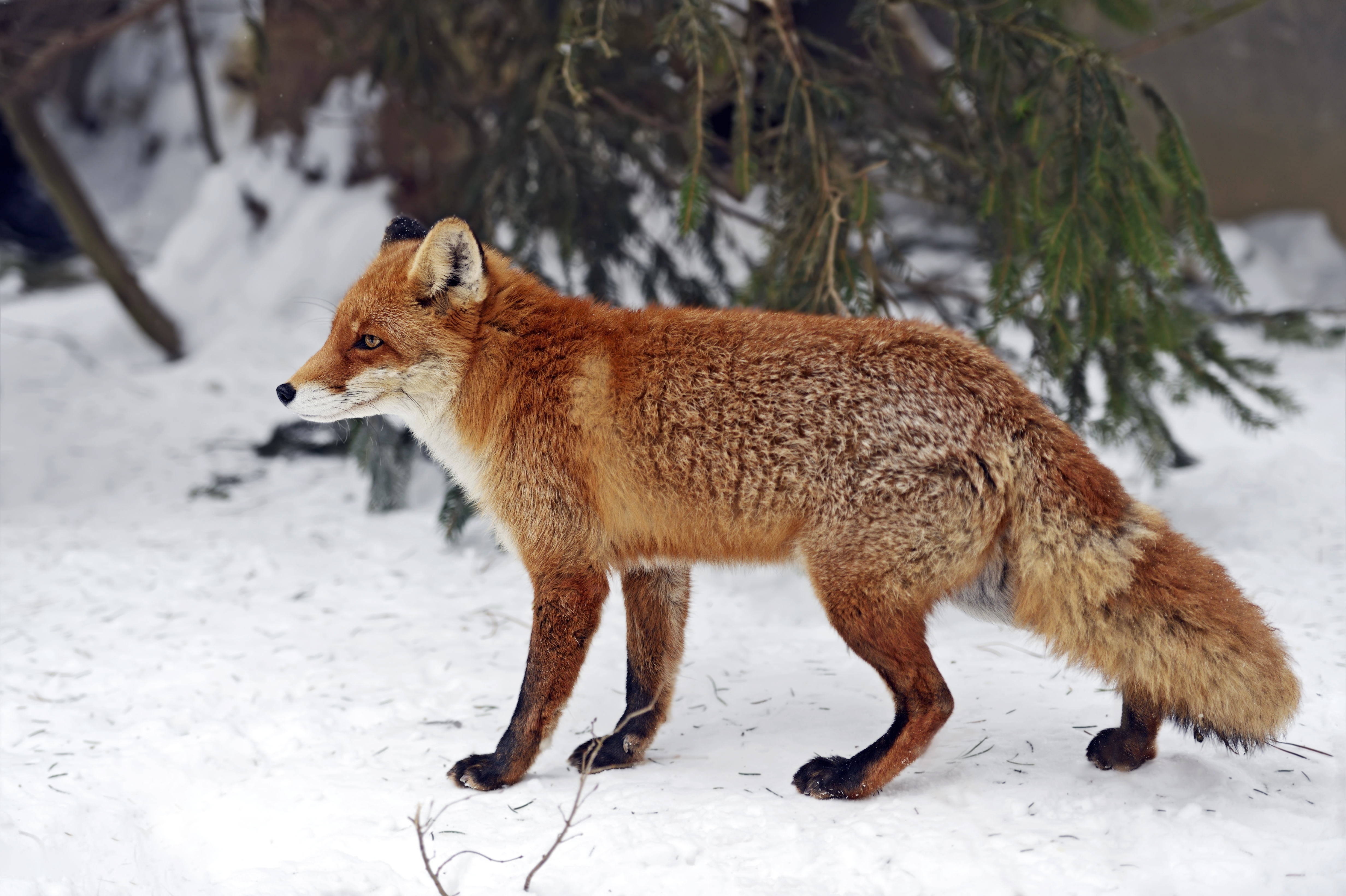 K fox. Лиса. Лиса зимой. Обыкновенная лисица. Лиса боком.