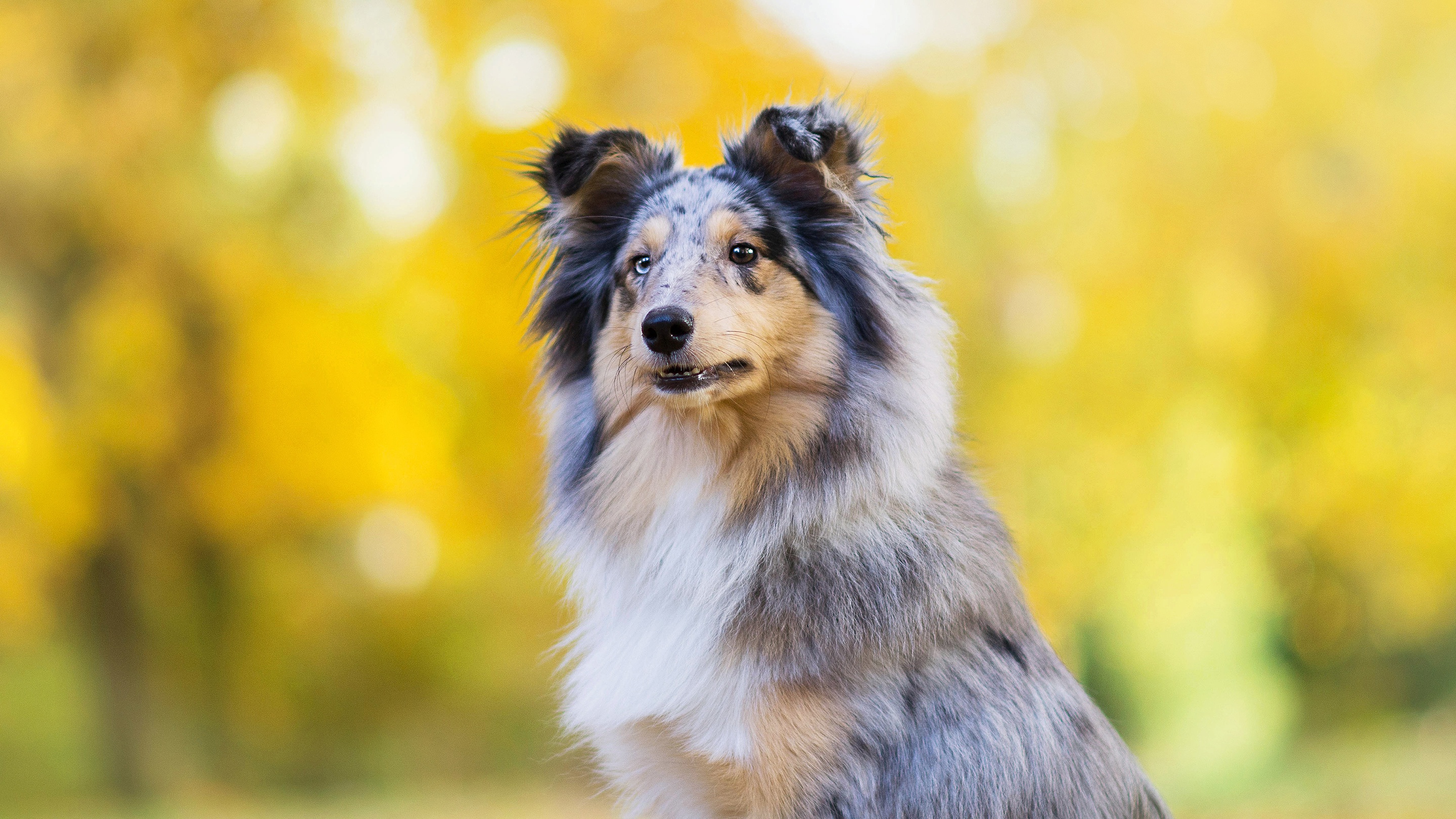 Download Depth Of Field Dog Animal Border Collie HD Wallpaper