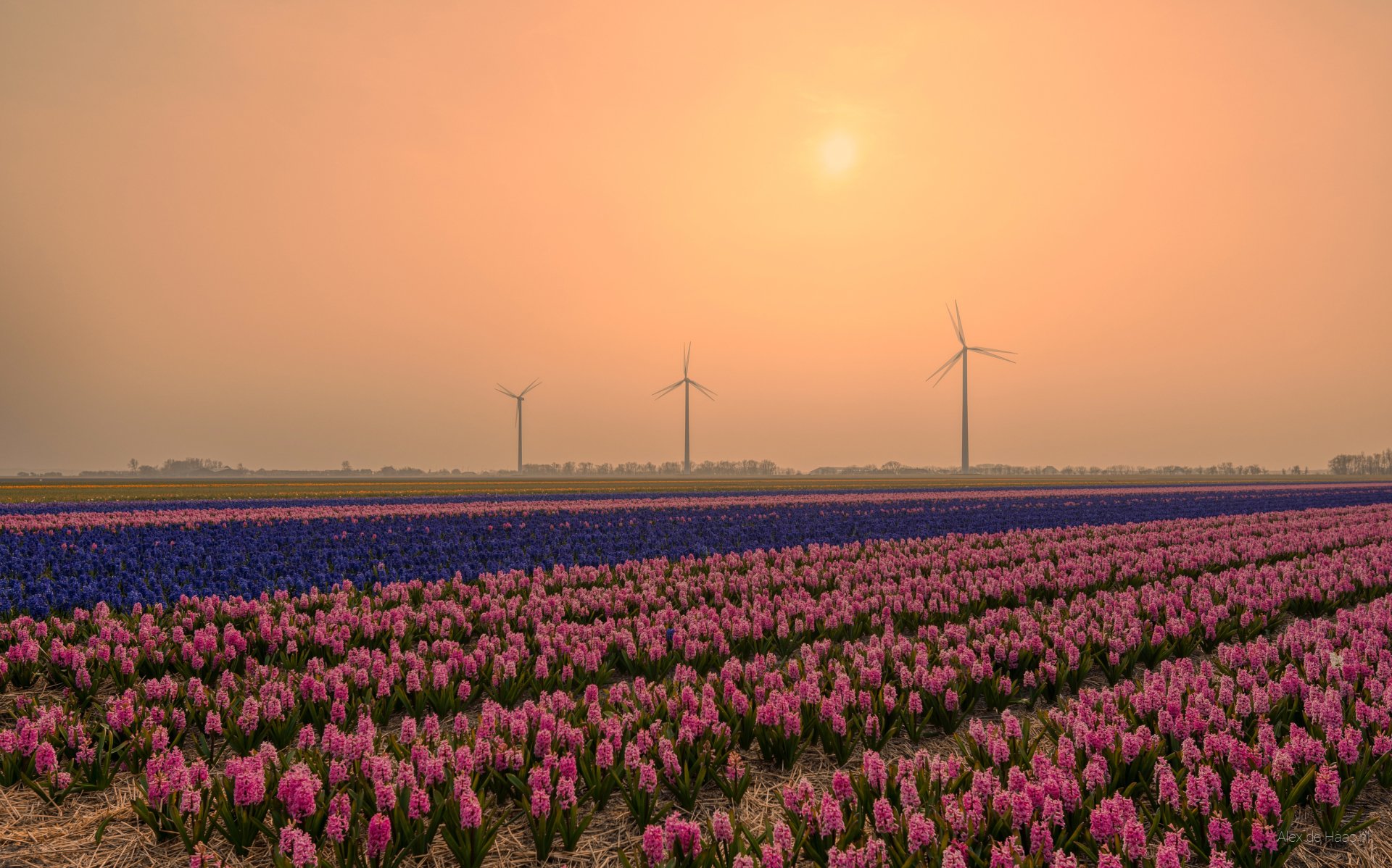 Download Hyacinth Field Netherlands Flower Man Made Wind Turbine 4k ...