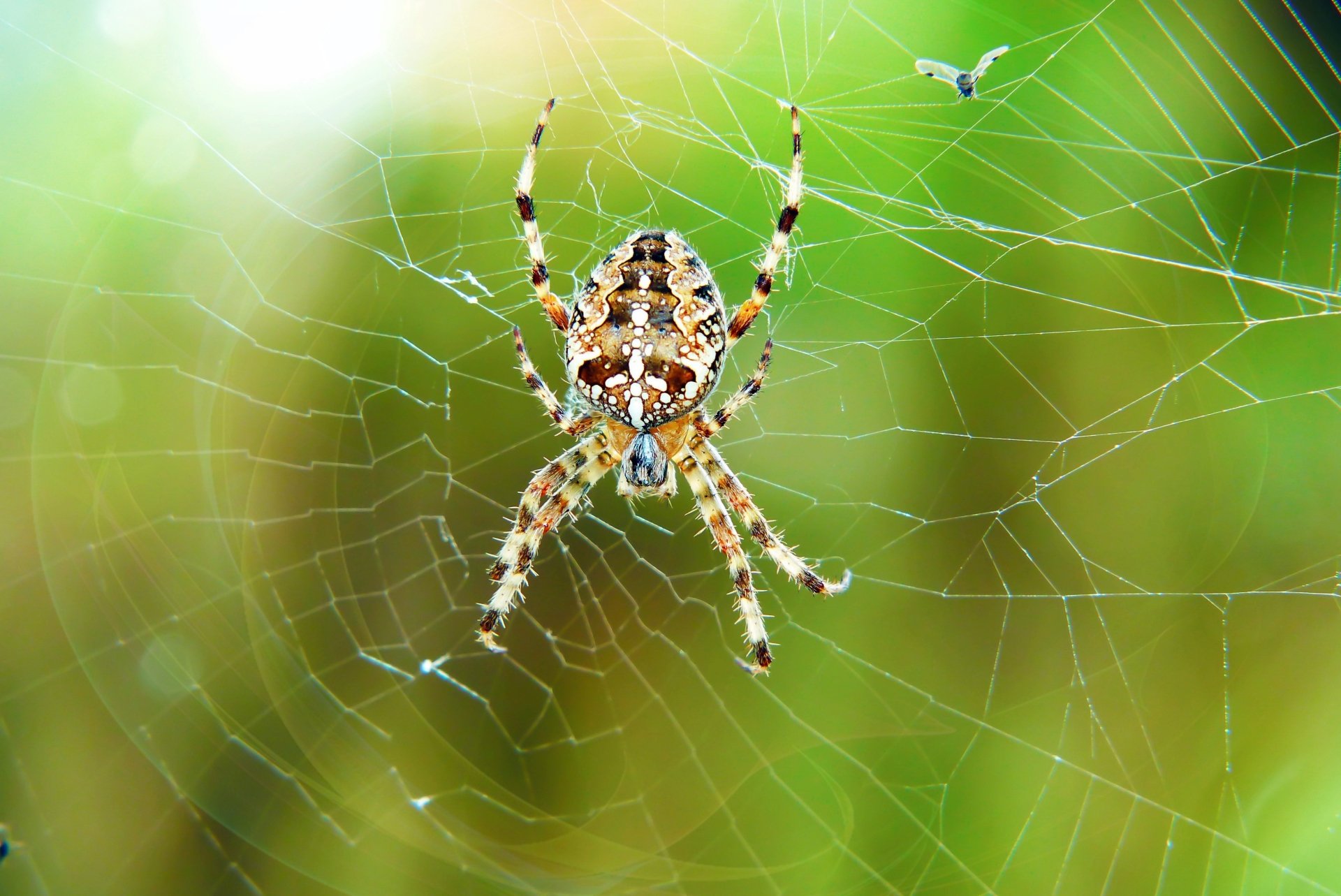 Download Spider Spider Web Macro Animal 4k Ultra HD Wallpaper
