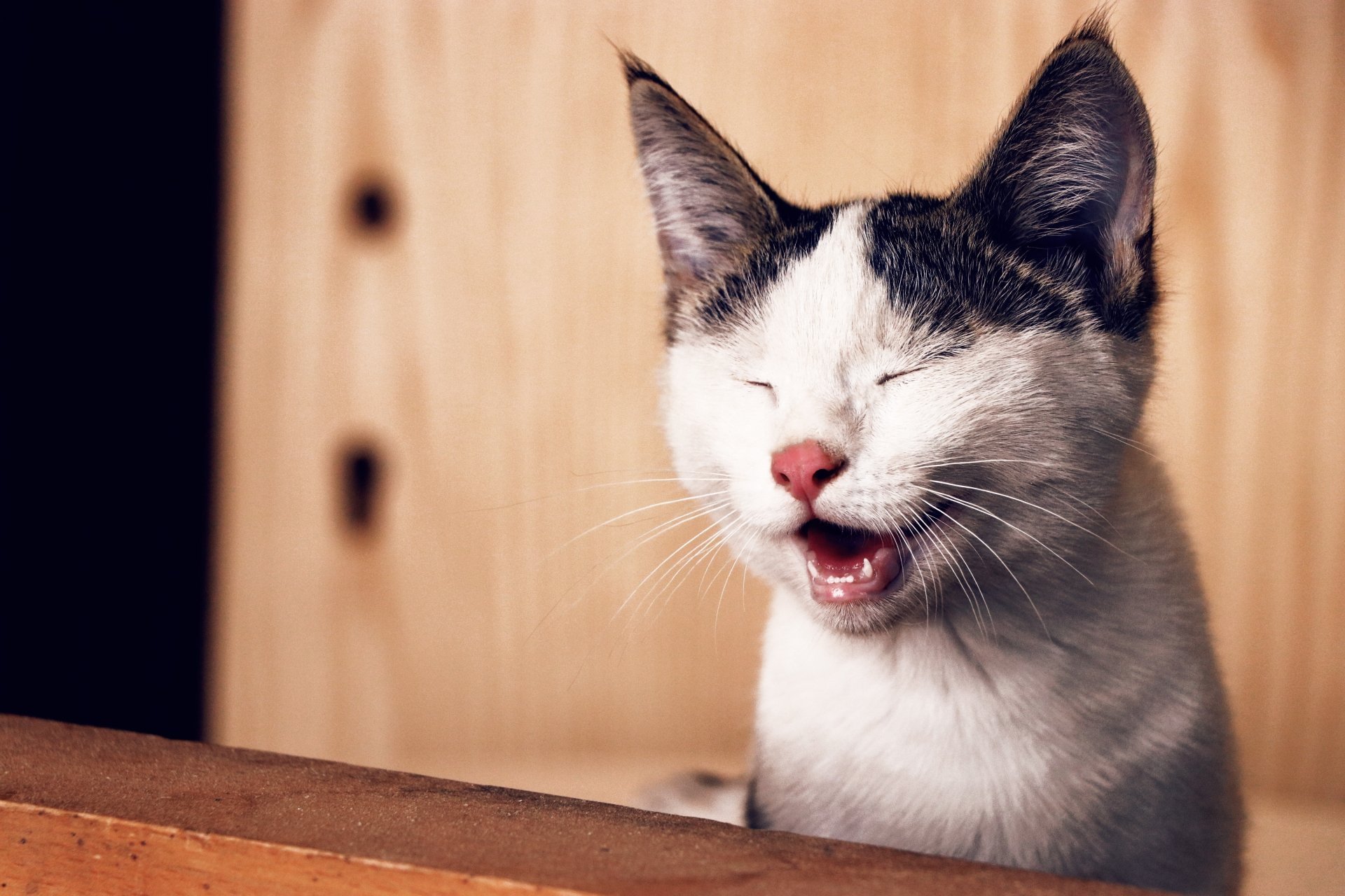 Download Animal Cat 4k Ultra HD Wallpaper | 6000x4000 | Wallpaper Abyss
