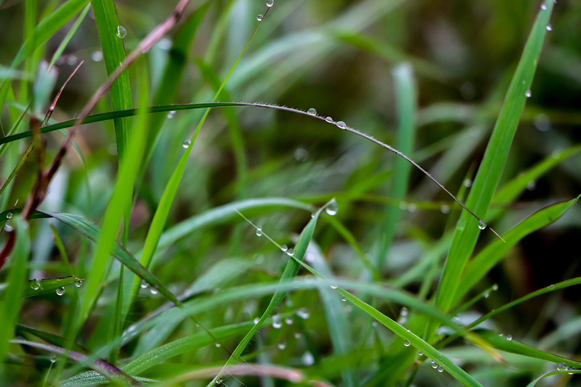 Download Grass Plant Nature Water Drop 4k Ultra HD Wallpaper by ...