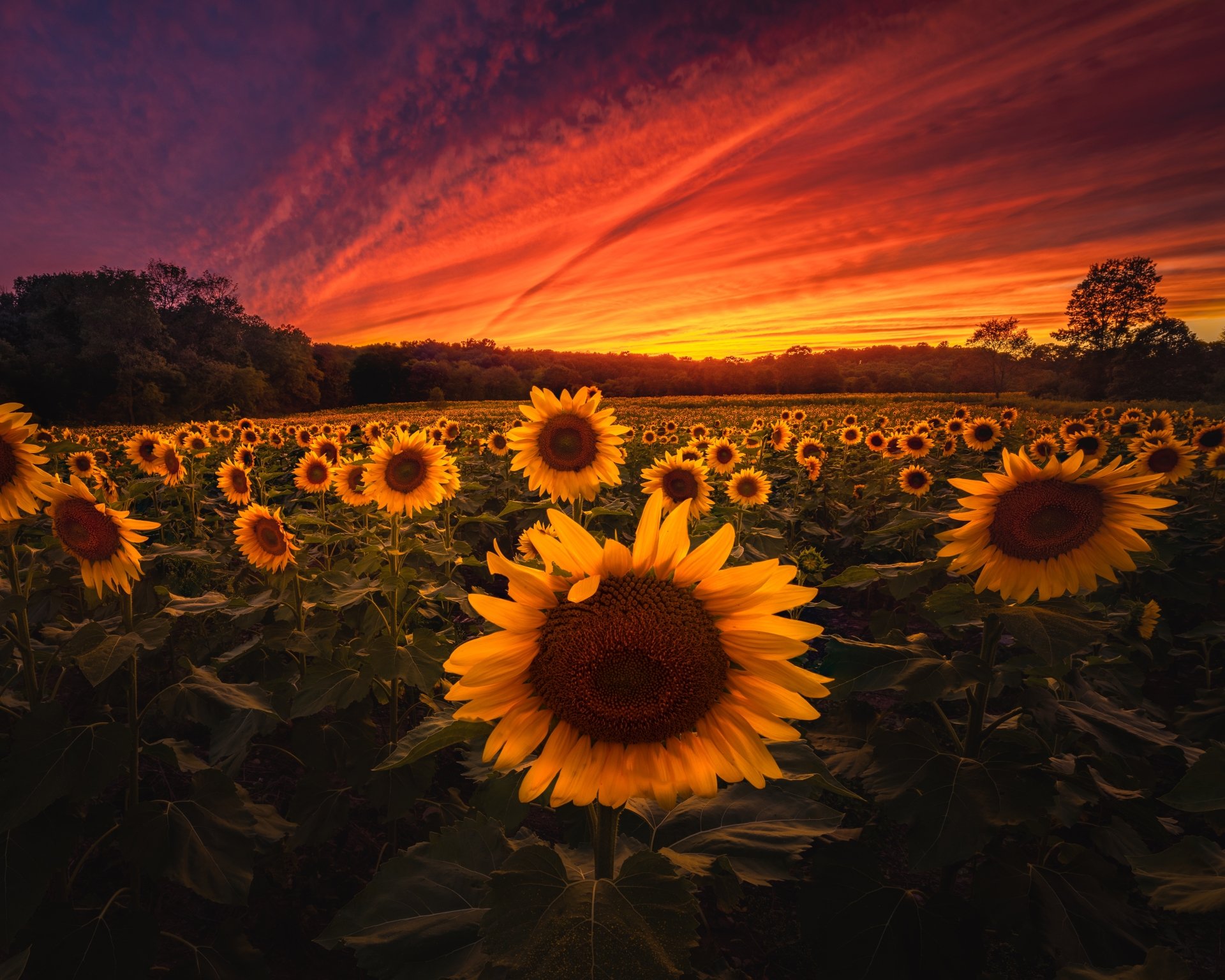 Download Summer Yellow Flower Nature Sunset Field Sunflower K Ultra Hd Wallpaper