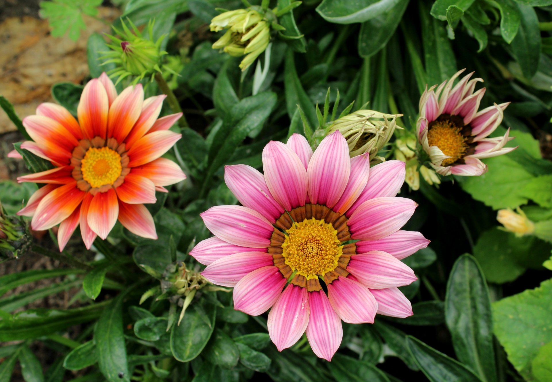 Download Flower Nature Gazania 4k Ultra HD Wallpaper