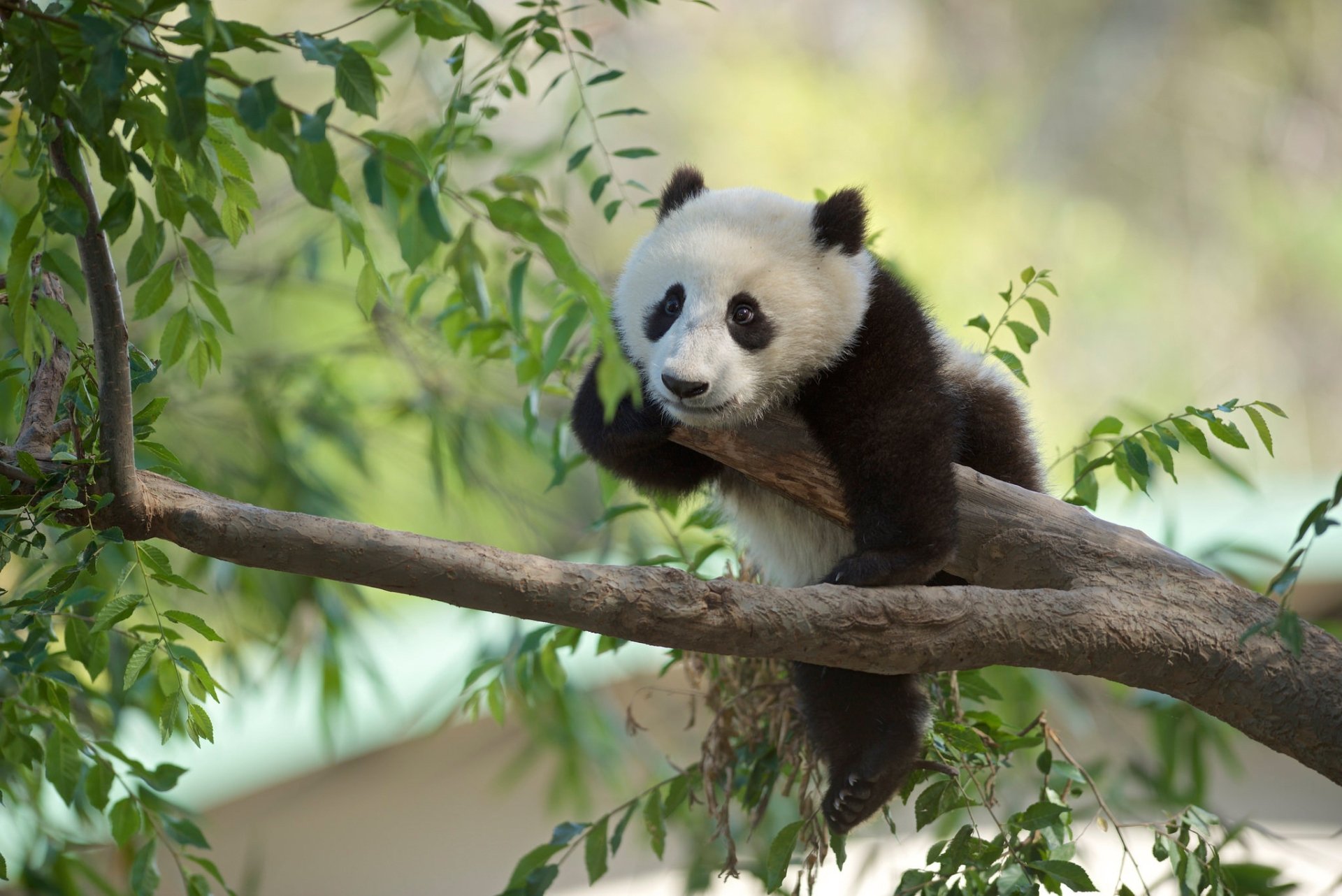 Download Baby Animal Animal Panda HD Wallpaper | 2048x1367 | Wallpaper ...