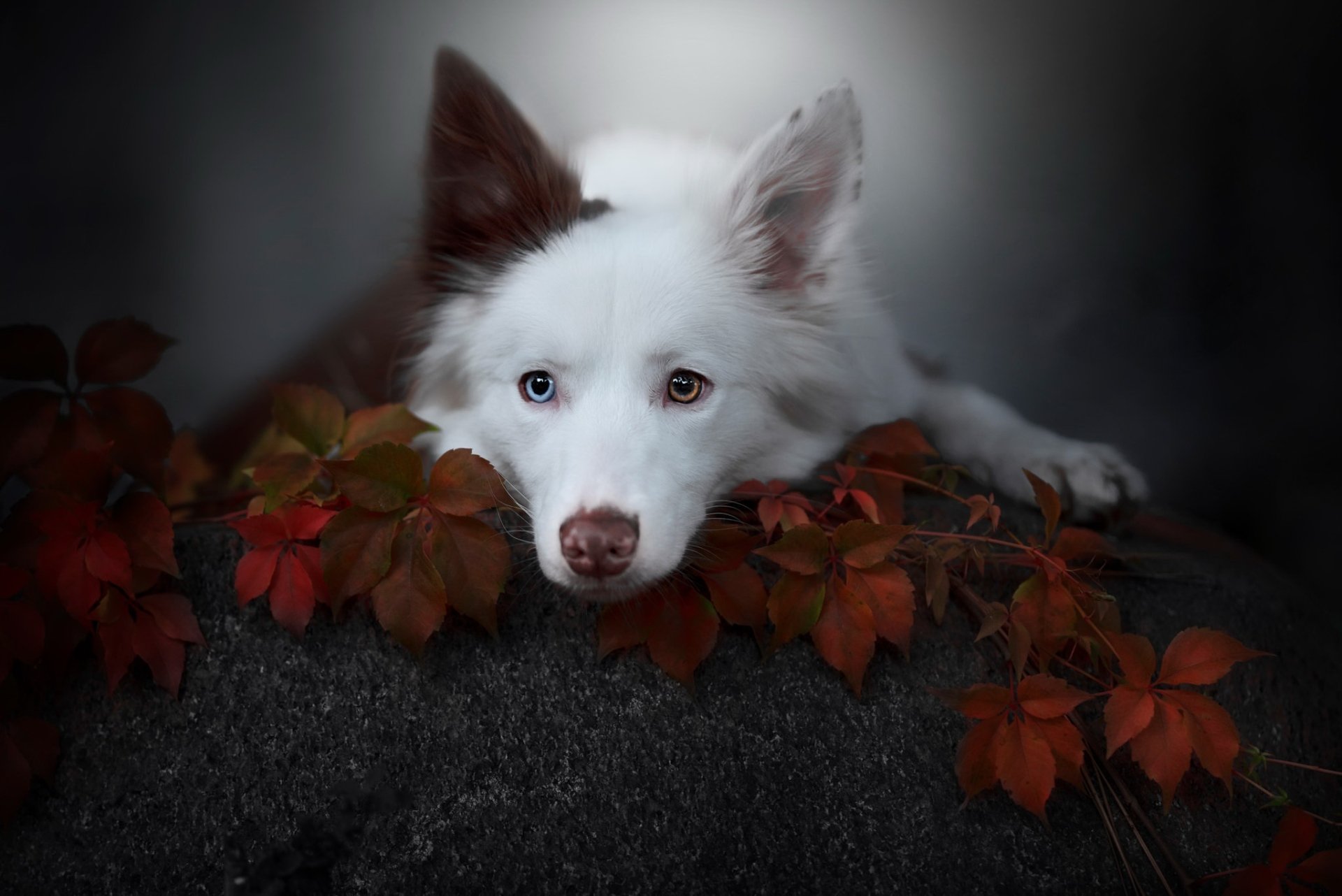 Download Animal Dog HD Wallpaper | 2048x1367 | Wallpaper Abyss