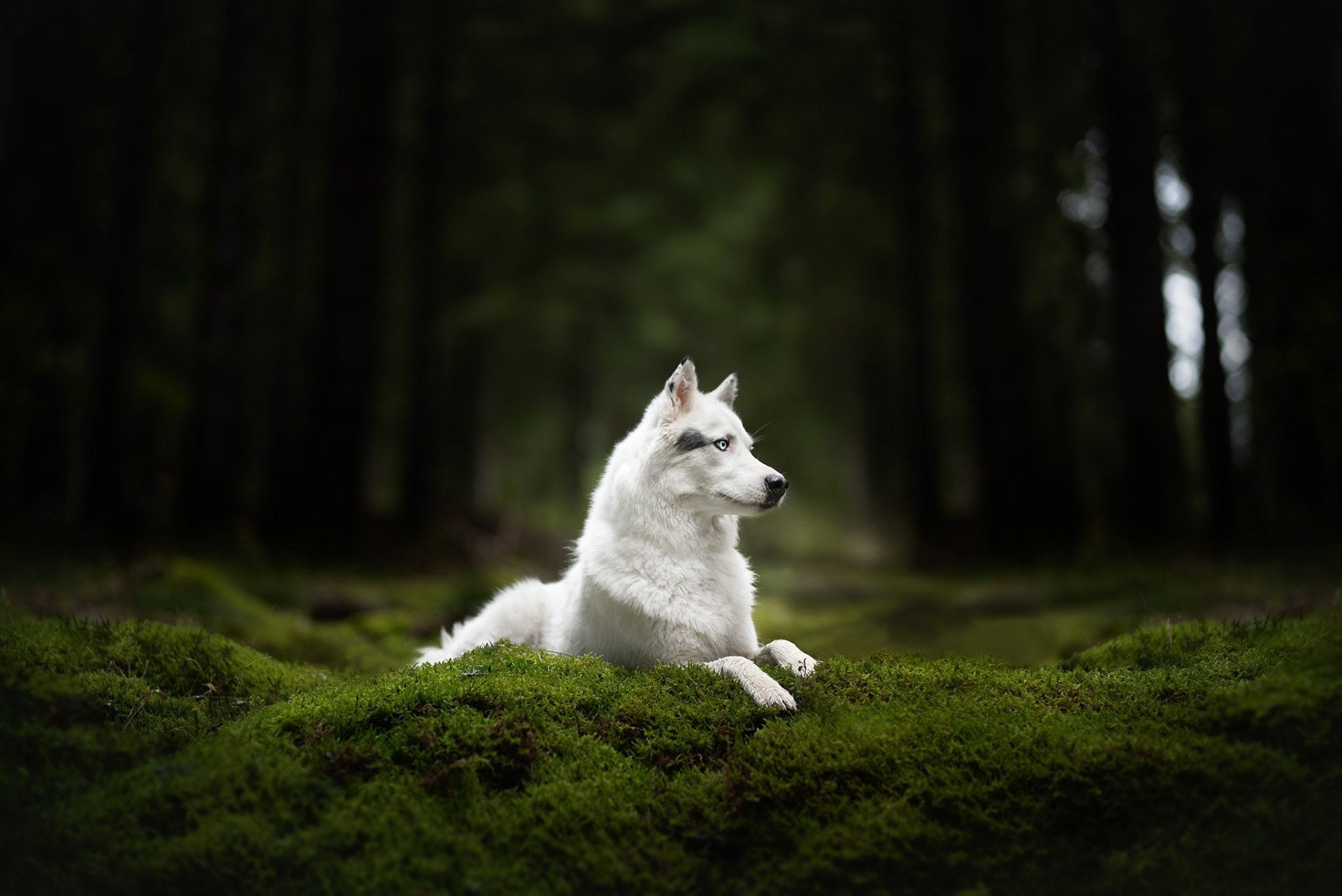 A white wolfdog rests calmly on lush green moss in a dark forest, captured in a high-definition desktop wallpaper.