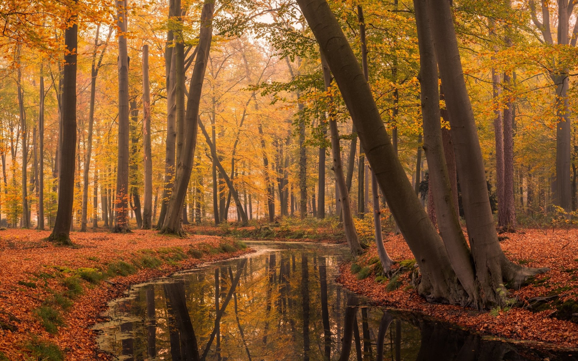HD desktop wallpaper showcasing a serene river winding through a vibrant fall forest in the Netherlands, with golden leaves reflecting in the calm water.