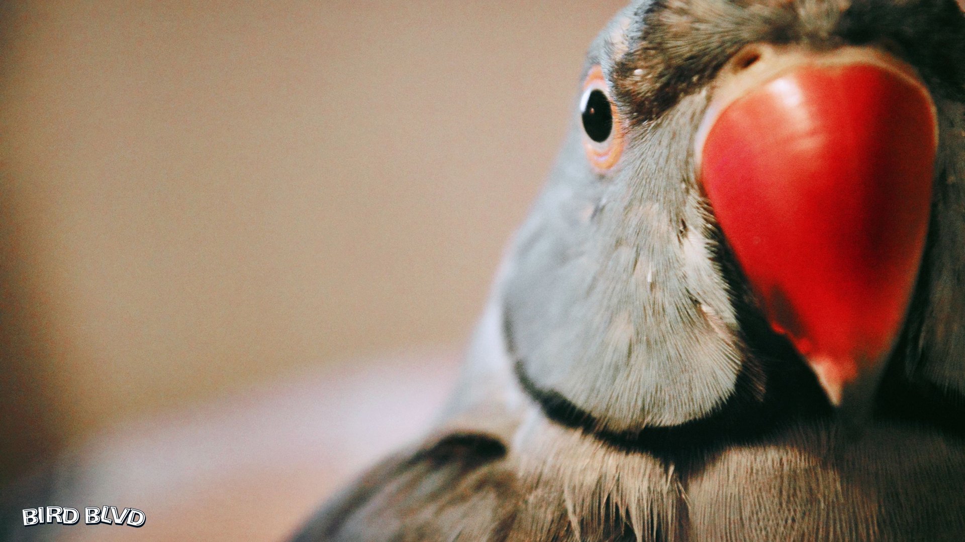 Bird Blvd - Arizona by Bird Blvd Media