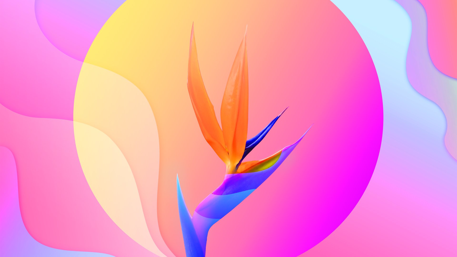 Download Bird Of Paradise Artistic Flower 4k Ultra HD Wallpaper