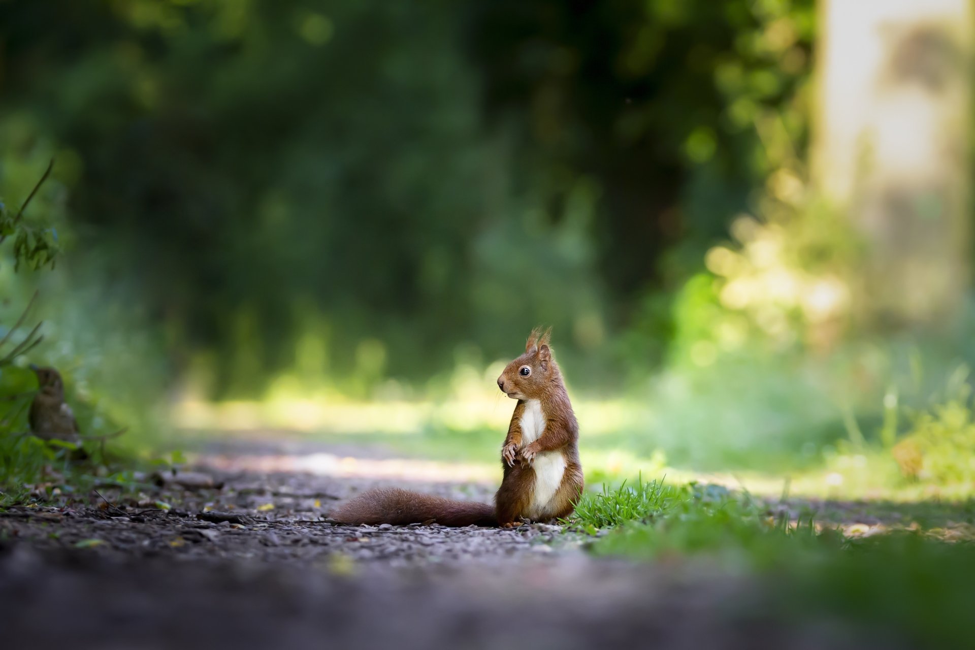 Download Animal Squirrel 4k Ultra HD Wallpaper