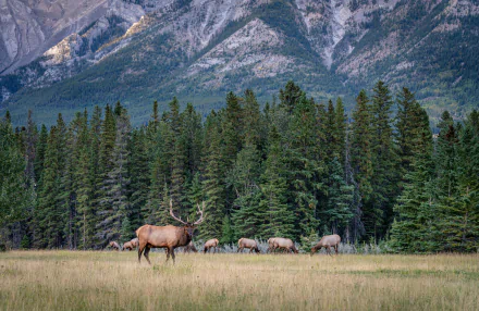 Canada banff national park Animal deer HD Desktop Wallpaper | Background Image