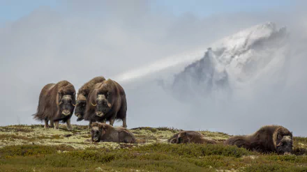 A group of muskoxen rests and grazes on a grassy plain with a misty mountain backdrop, captured in stunning 4K Ultra HD for a PC desktop wallpaper.