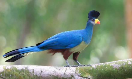 Animal turaco HD Desktop Wallpaper | Background Image