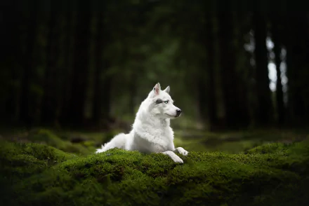 A white wolfdog rests calmly on lush green moss in a dark forest, captured in a high-definition desktop wallpaper.