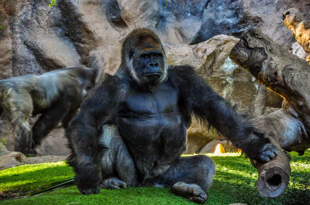 A detailed 4K Ultra HD wallpaper of a gorilla sitting on green grass with rocky surroundings as the background.