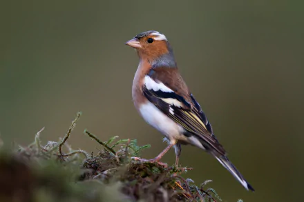 A vibrant passerine chaffinch perched on mossy ground, captured in stunning 4K Ultra HD quality as a PC desktop wallpaper and background.