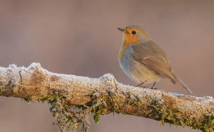  European Robin (erithacus rubecula)