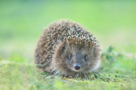 HD PC desktop wallpaper featuring a close-up of a hedgehog on soft green grass with a blurred green background.