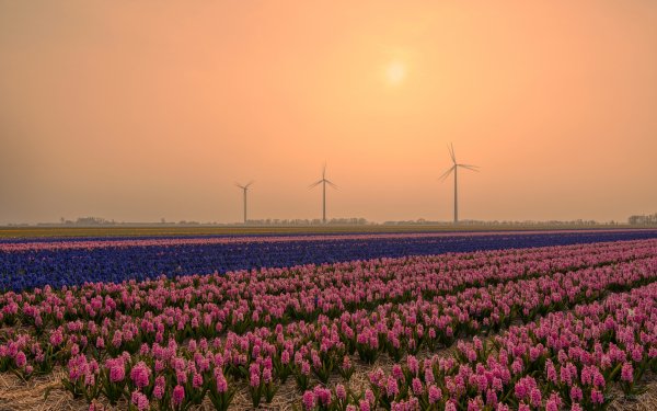 Man Made Wind Turbine Flower Netherlands Field Hyacinth HD Wallpaper | Background Image
