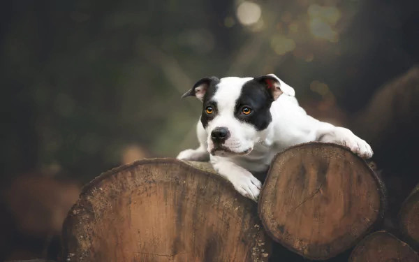 dog Animal american pit bull terrier HD Desktop Wallpaper | Background Image