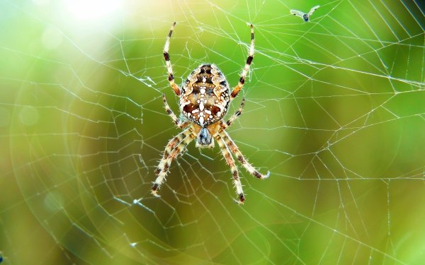 Animal Spider Spiders Macro Spider Web Arachnid HD Wallpaper | Background Image
