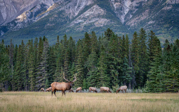 Canada banff national park Animal deer HD Desktop Wallpaper | Background Image