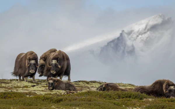 A group of muskoxen rests and grazes on a grassy plain with a misty mountain backdrop, captured in stunning 4K Ultra HD for a PC desktop wallpaper.