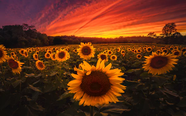 summer yellow flower nature sunset field sunflower flower summer sunset HD Desktop Wallpaper | Background Image