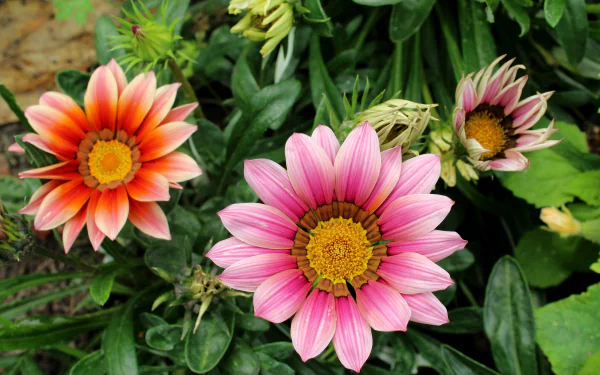 flower nature gazania HD Desktop Wallpaper | Background Image