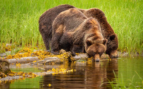 4K Ultra HD PC desktop wallpaper and background of a brown bear (animal) drinking at a grassy lakeshore, reflected in the water.