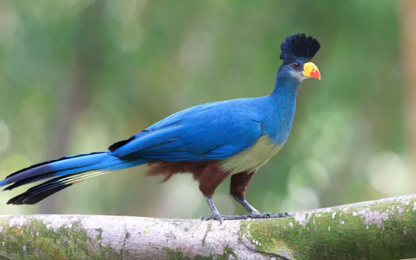 Animal turaco HD Desktop Wallpaper | Background Image