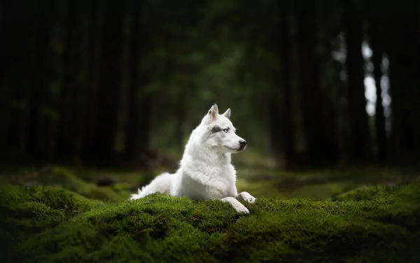 A white wolfdog rests calmly on lush green moss in a dark forest, captured in a high-definition desktop wallpaper.