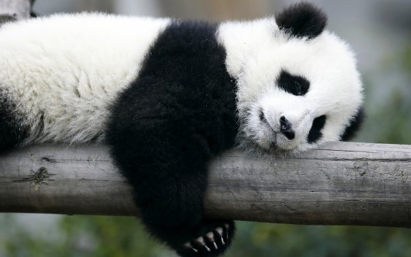 Animal Panda HD Wallpaper | Background Image