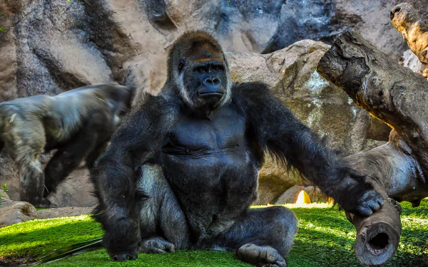 A detailed 4K Ultra HD wallpaper of a gorilla sitting on green grass with rocky surroundings as the background.