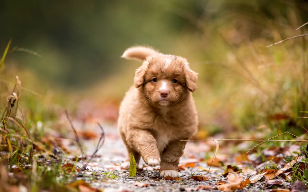 Nova Scotia Duck Tolling Retriever puppy (baby animal) trotting along a leaf-strewn path — dog captured as a 5K Ultra HD PC desktop wallpaper background.