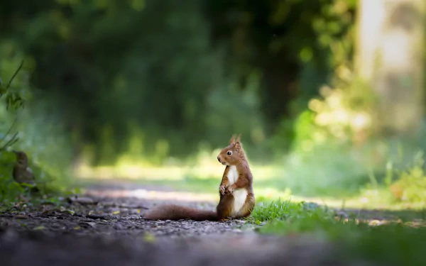 Animal squirrel HD Desktop Wallpaper | Background Image