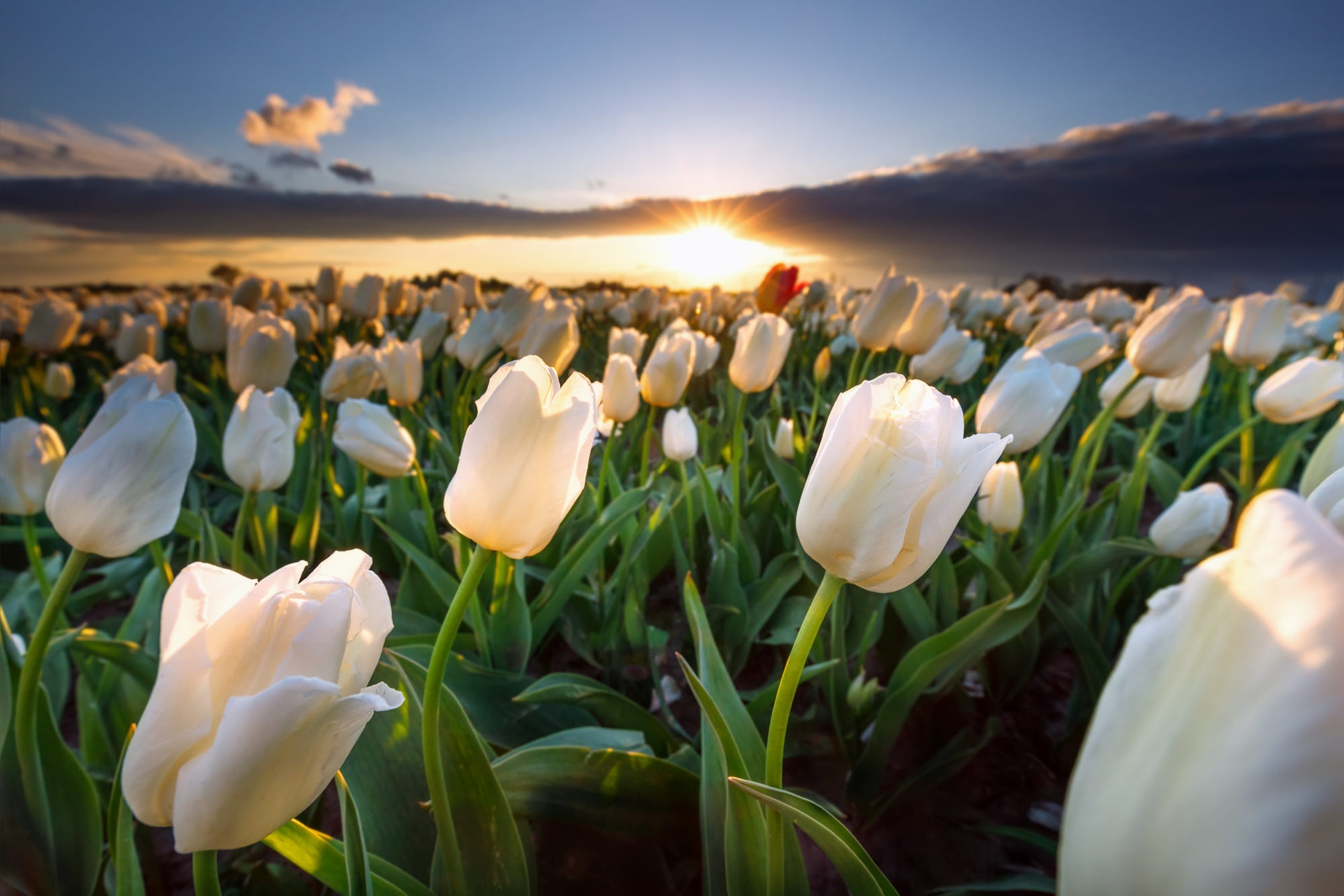 Download White Flower Nature Flower Sunset Tulip HD Wallpaper