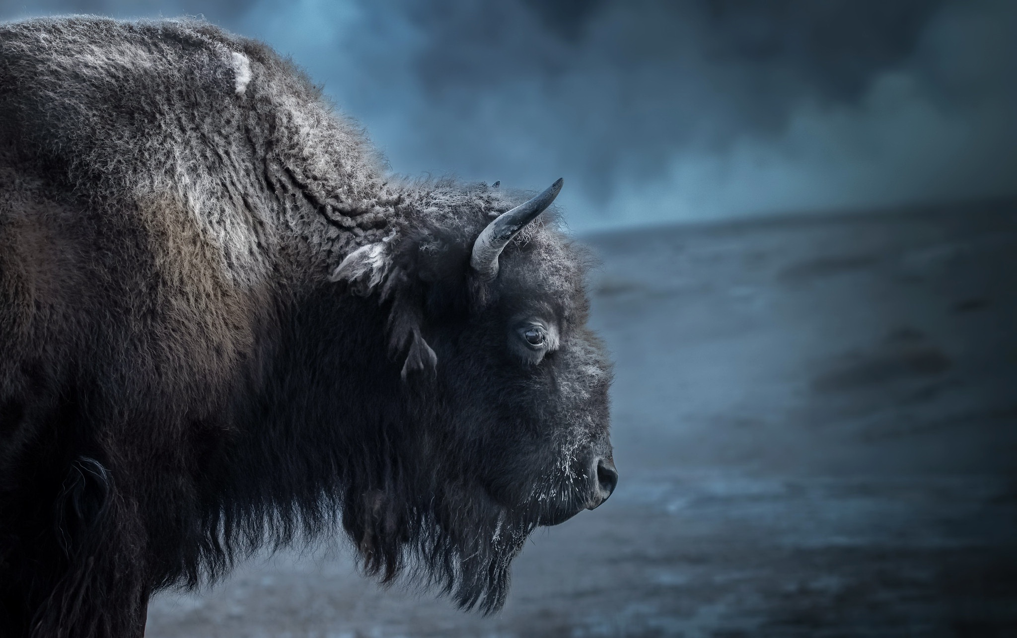 Download Animal American Bison HD Wallpaper