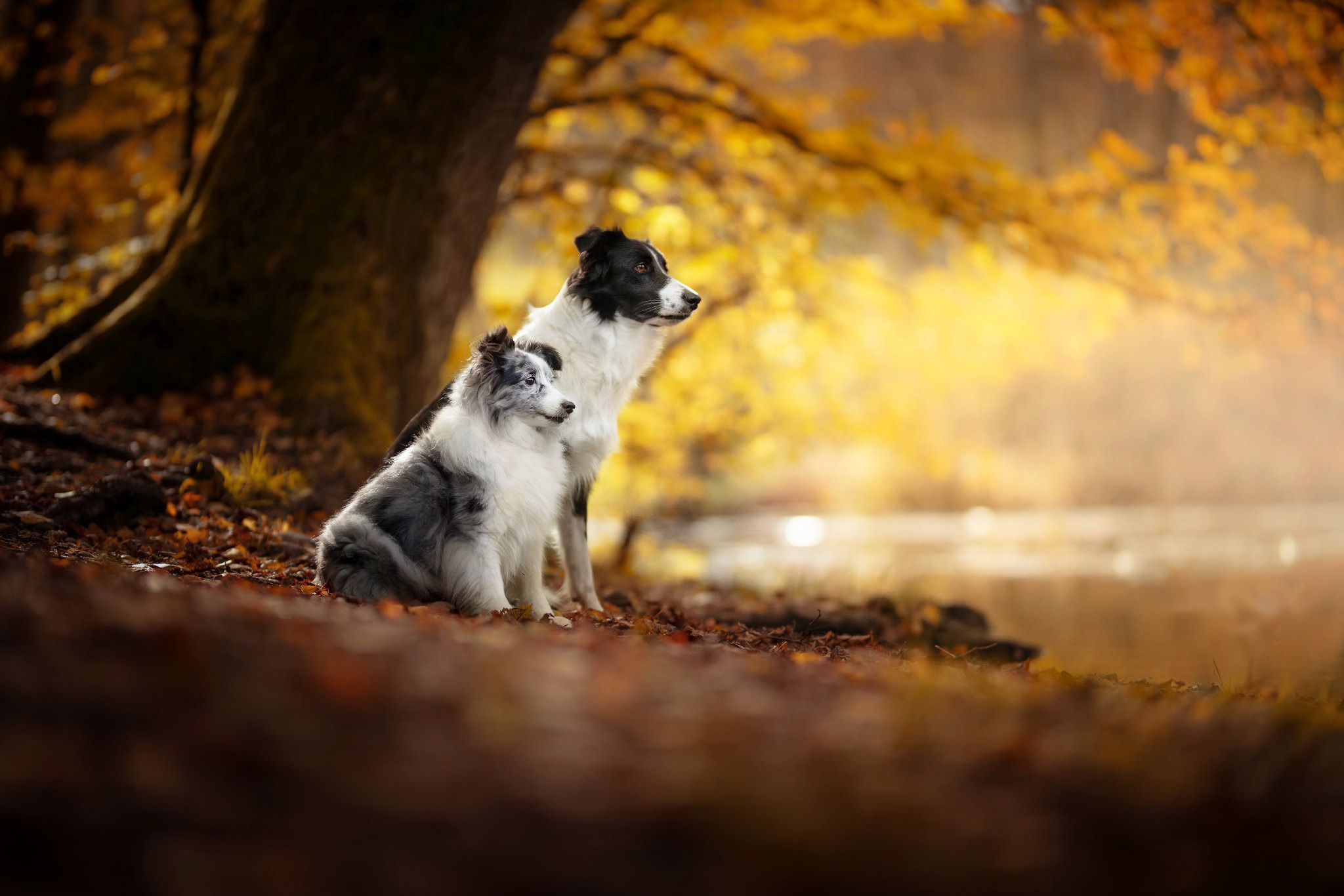 Free Desktop Fall Wallpaper Backgrounds With Puppies Dog Desktop