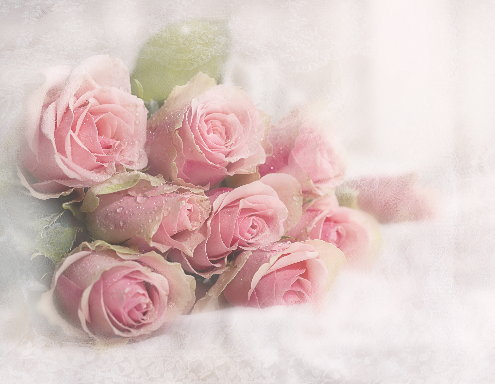 Light pink flowers close up roses  Pink roses background Light pink  rose Pink rose flower HD phone wallpaper  Pxfuel