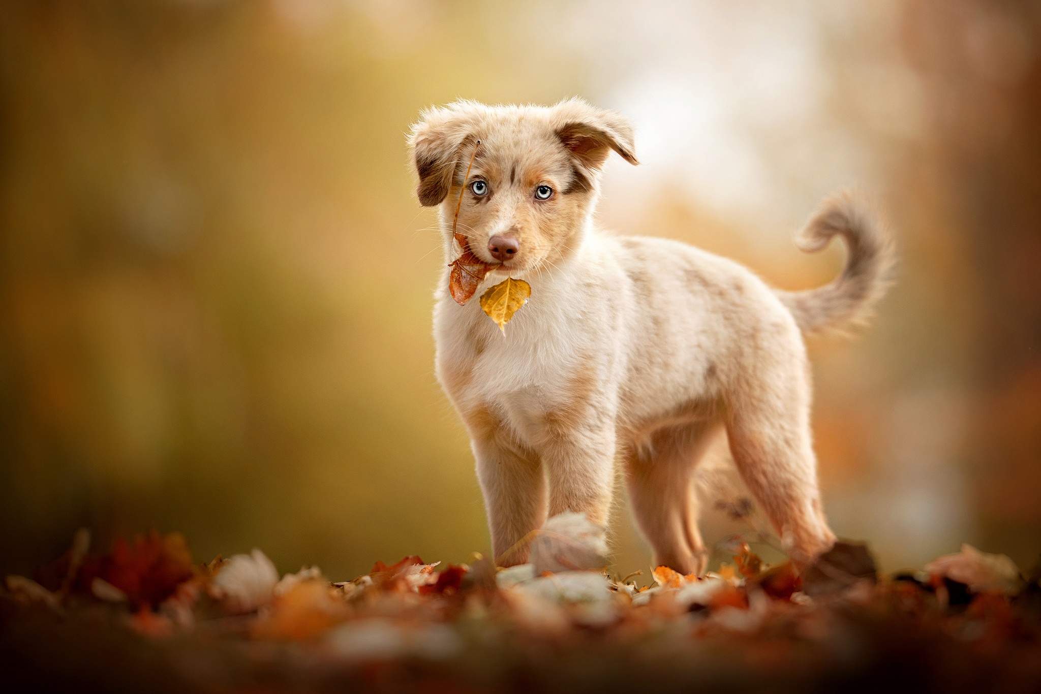 Australian Shepherd HD Wallpaper