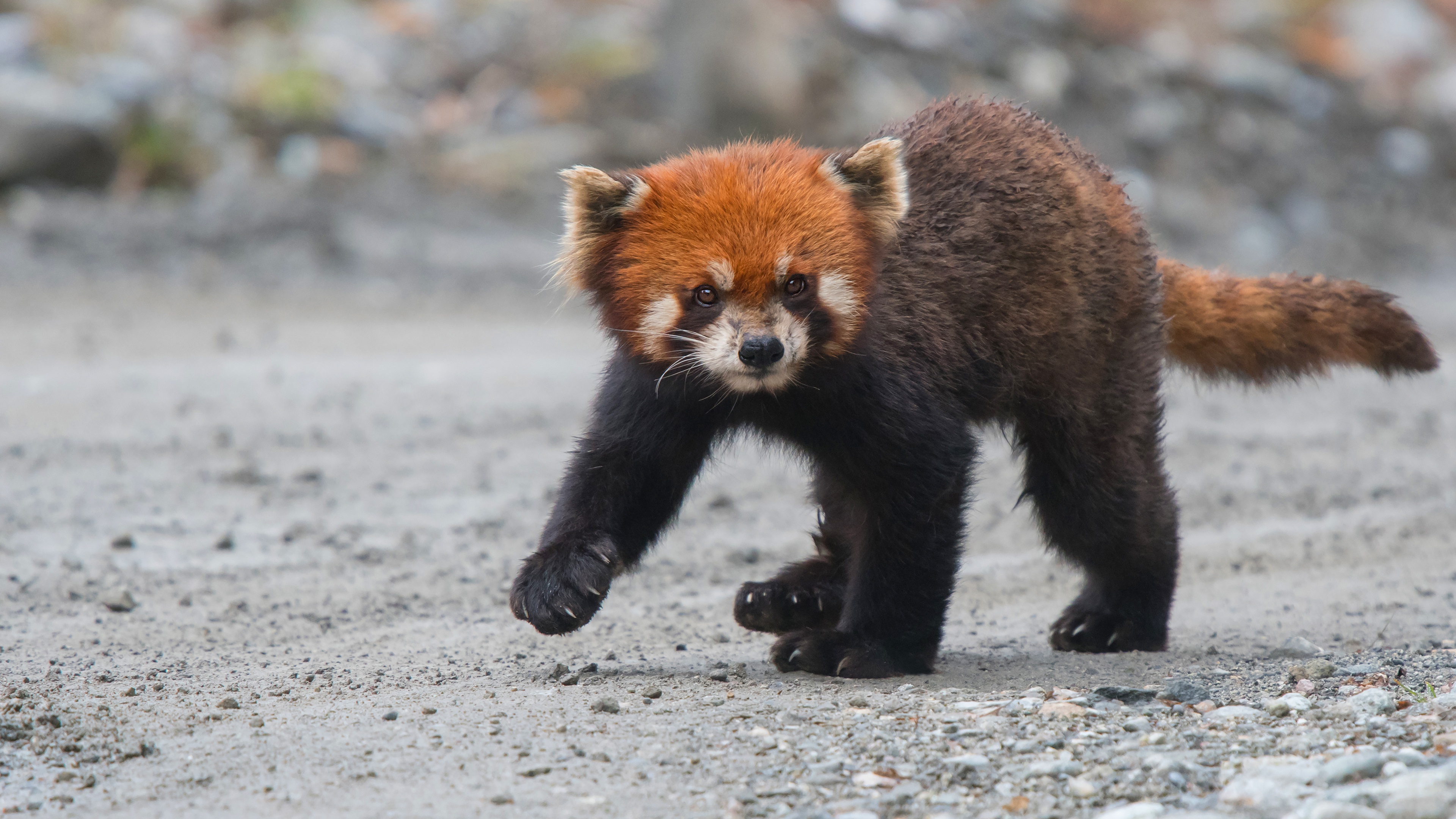 Download Animal Red Panda 4k Ultra HD Wallpaper